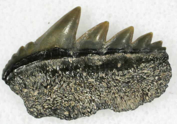 Fossil Cow Shark (Notorynchus) Tooth - Maryland #21316